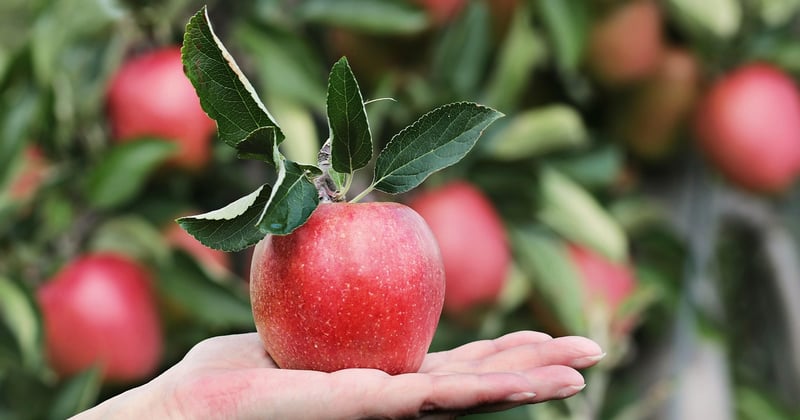 Augusta : les arbres fruitiers décoratifs, nouvelle tendance paysagère
