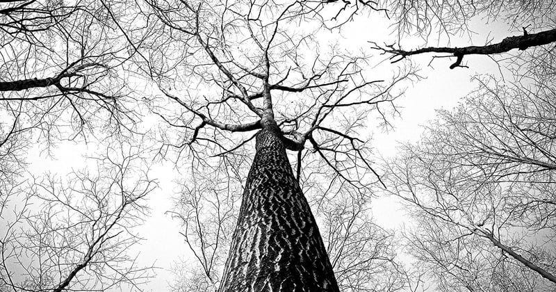 Inspection de la canopée : comment les drones révèlent les secrets des grands arbres