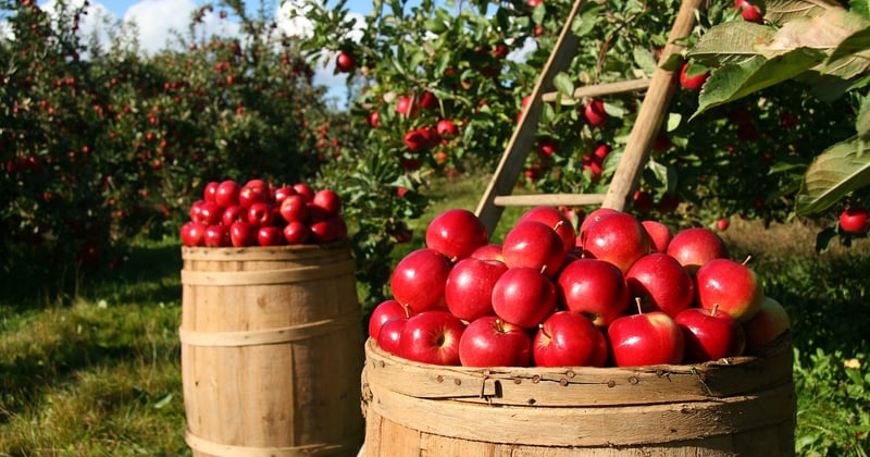 Des recettes traditionnelles aux fruits d’arbres cultivés localement