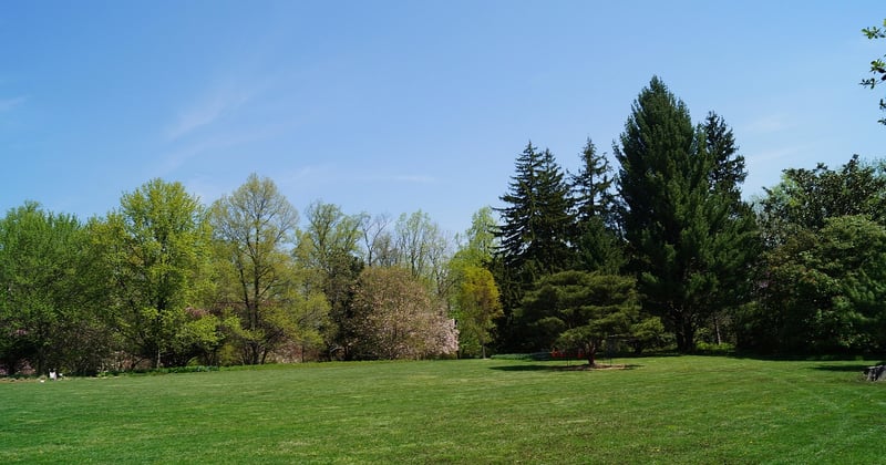 Aménagement extérieur chic : choisir ses arbres avec style