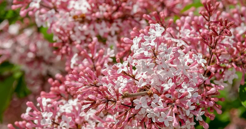 Les grands types d'arbres d'ornement et leurs usages