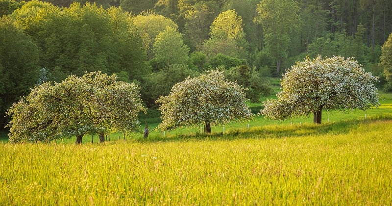 Conservation et transformation des récoltes d'arbres fruitiers : nos astuces