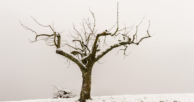 Élagage des arbres à Augusta : la réglementation en vigueur expliquée simplement