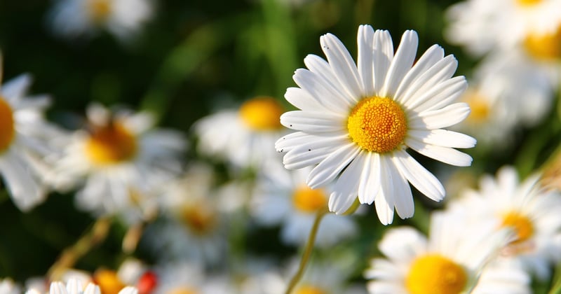 Jardin élégant : comment choisir et placer des arbres d'ornement