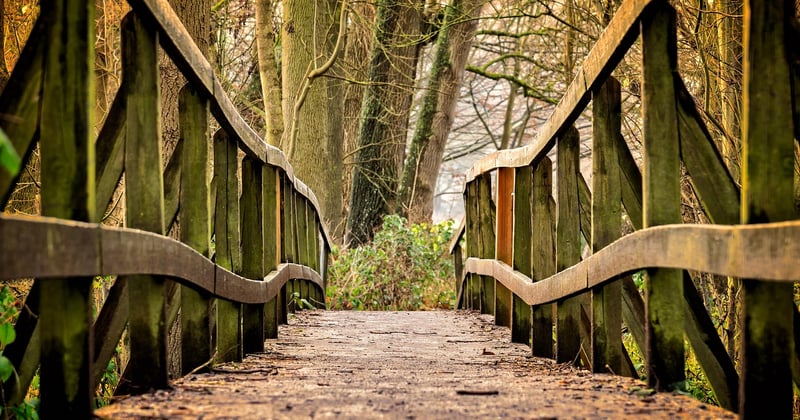 Diagnostic sanitaire des arbres : les technologies modernes qui changent tout
