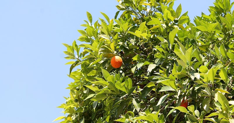 Agrumes de votre jardin : 10 utilisations culinaires étonnantes à découvrir