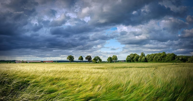 Arbres matures et valeur immobilière : quel impact sur le prix de vente ?