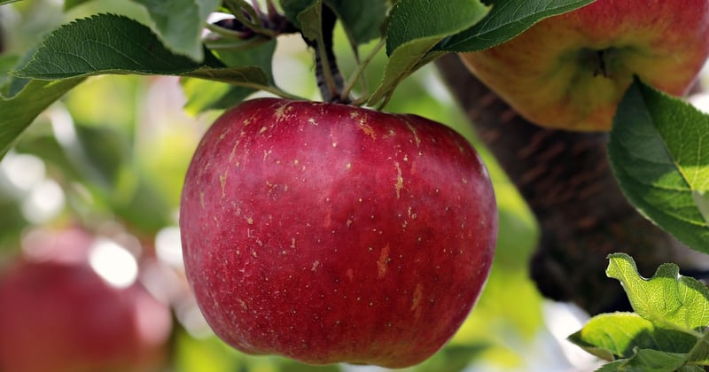 Plantez l'avenir : les événements communautaires de plantation d'arbres à Augusta
