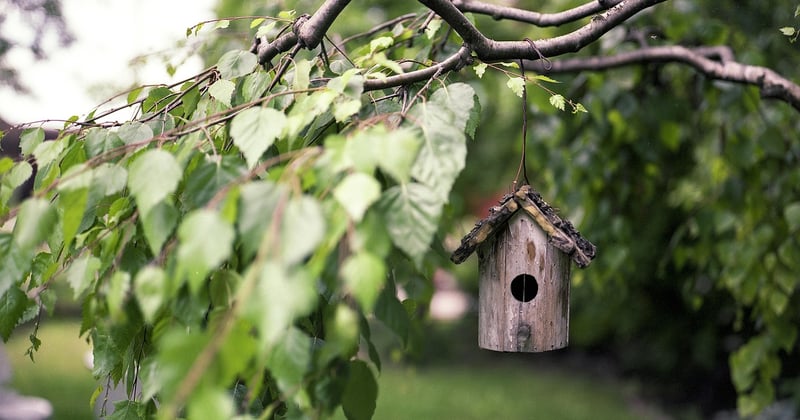 5 arbres ornementaux tendance pour embellir votre jardin