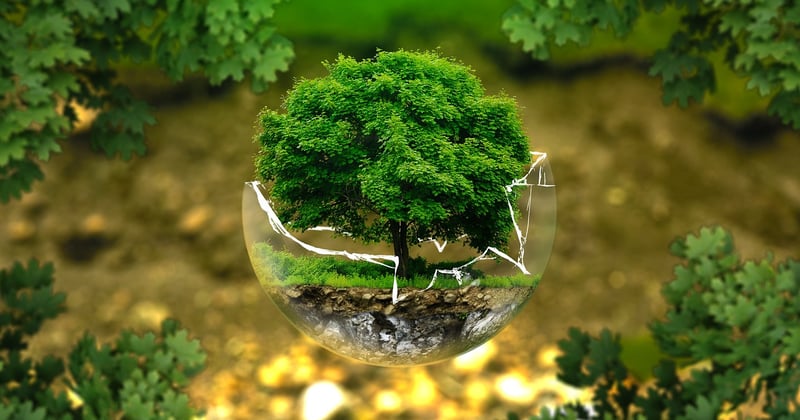 Nouvelles normes environnementales pour l’entretien des arbres : ce qui change