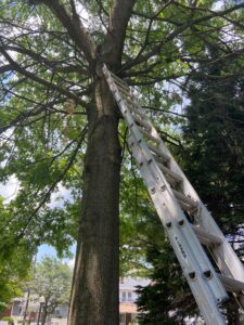 Tree Removal Augusta GA